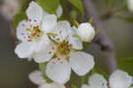 Sandhill hawthorn